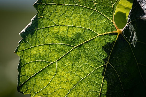 Le chablis